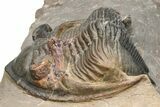Bargain, Zlichovaspis Trilobite - Atchana, Morocco #224394-3